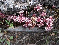 otta monte Arcimis20100530 064
